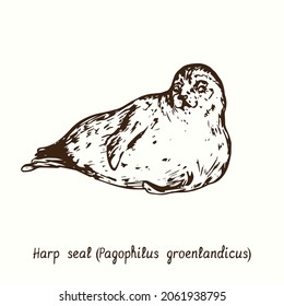 Harp seal (Pagophilus groenlandicus). Ink doodle drawing 