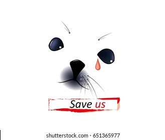 Harp seal pup on white background