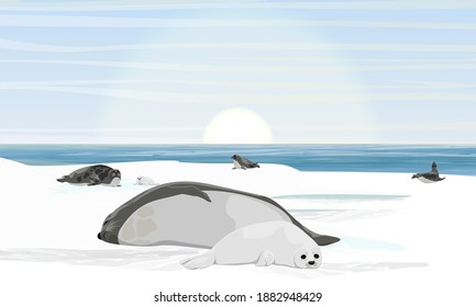 A harp seal with puppy lies on the shores of the Arctic Ocean. A flock of harp seals in the rookery. Northern landscape with ocean, ice and snow. Mammals animals of the Arctic. Realistic vector landsc