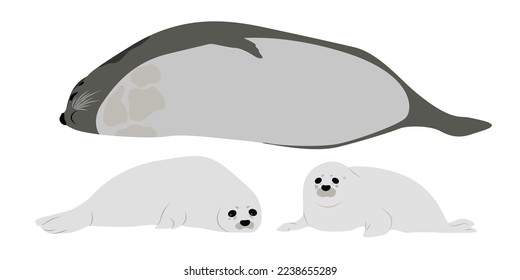 Harp Seal and pups. Animals mammals of the Arctic. vector illustration