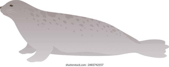 Harp seal realistic vector illustration. Cute marine mammal color graphic isolated on white background. Atlantic and Arctic ocean animal.