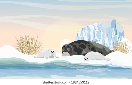 A harp seal with two puppies lies on the shores of the Arctic Ocean. Northern landscape with dry grass and glacier. Mammals animals of the Arctic. Realistic vector landscape.