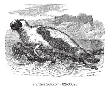 Harp seals (Phoca groenlandica) or Saddleback seal, vintage engraved illustration. Harp Seal on Ice floe. Trousset encyclopedia (1886 - 1891).