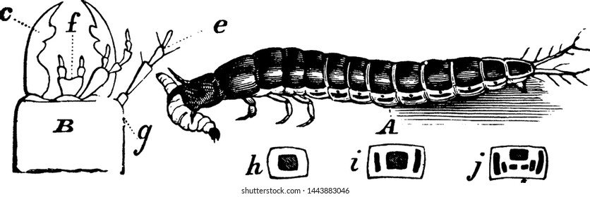 Harpalus, vintage gravada desenho ilustração