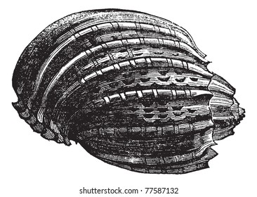 Harpetida or Harpe (harpa ventriculata) extinct molllusk shell vintage engraving. Old engraved illustration of the gastropod harp shell isolated against a white background. Trousset Encyclopedia