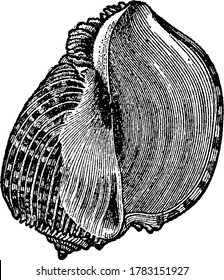 Harp-shell, the shell of a genus of mollusks, belonging to the gasteropoda and to the whelk family, Vaughan, vintage line drawing or engraving illustration.