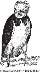 Harpy eagle, From the Dictionary of Word and Things, 1888.