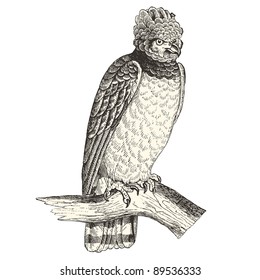 Harpy eagle - vintage engraved illustration - "Cent récits d'histoire naturelle" by C.Delon published in 1889 France