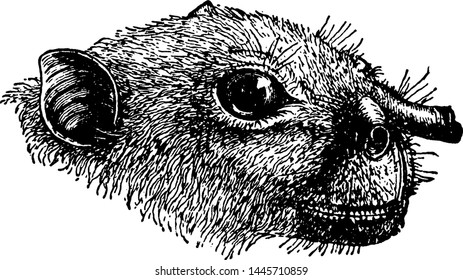 Harpyia Major, vintage engraved illustration.