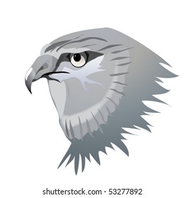 Harrier hawk head in grey.