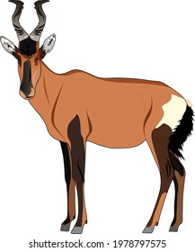 hartebeest antelope bull animal vector 