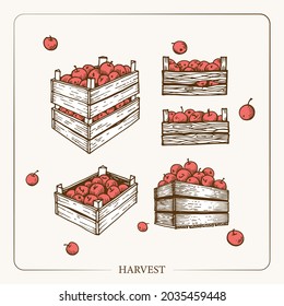 Harvest apples in wooden crates. Vintage sketch garden background. Hand drawn design. Vector illustration. 