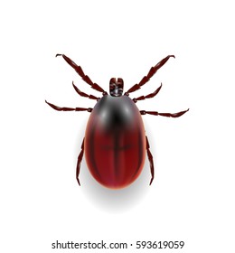 Harvest bug on a white background with shadow . Vector illustration