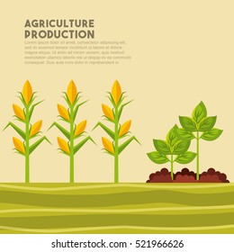 harvest of corn and plants growing. agriculture production concept. colordul design. vector illustration