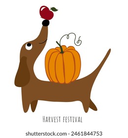 Harvest festival. Cute dachshund dog with pumpkin and apple. Cartoon, doodle. Character. Flat vector illustration isolated on white background.