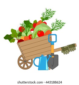 Harvest of fresh vegetables in a wheelbarrow and gardening tools, plants fresh from the garden, vector illustration