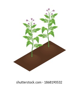Harvest growing on garden bed 3d isometric vector illustration
