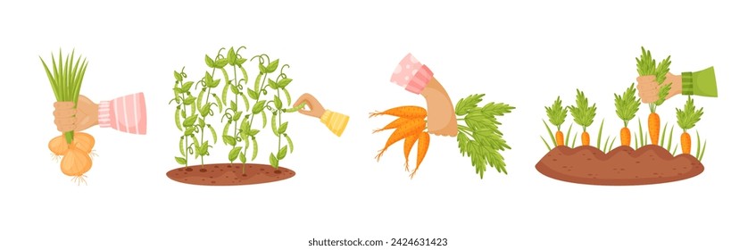 Harvest with Hands Pick and Carry Ripe Crops Vector Set