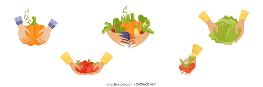 Harvest with Hands Pick and Carry Ripe Crops Vector Set