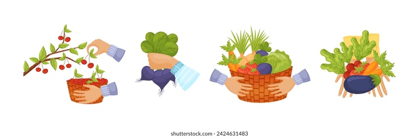 Harvest with Hands Pick and Carry Ripe Crops Vector Set