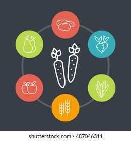 Harvest line icons, organic farm food, carrot, potato, pear, apple, corn, vector illustration