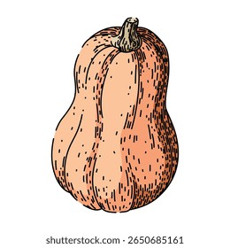 harvest pumpkin hand drawn. carving spice, pie orange, squash lantern harvest pumpkin vector sketch. isolated color illustration