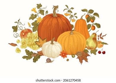 Harvest. Pumpkins and fruits. Autumn botanical illustration. 