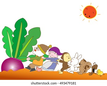 The harvest of red turnips.