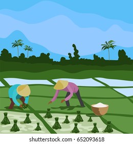 the harvest of rice