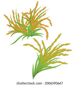 Harvest. Rice Plant on white background, Vector, illustration.