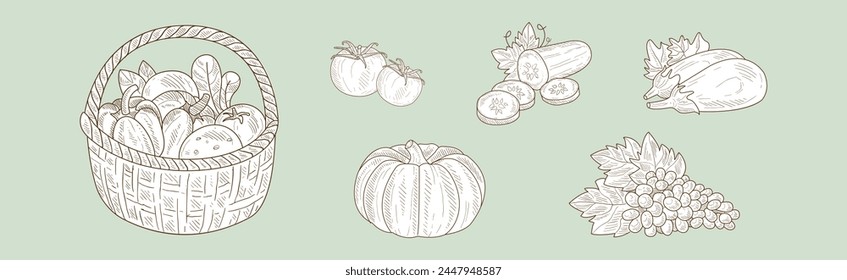 Harvest with Ripe and Mature Crop Sketch Hand Drawn Vector Set