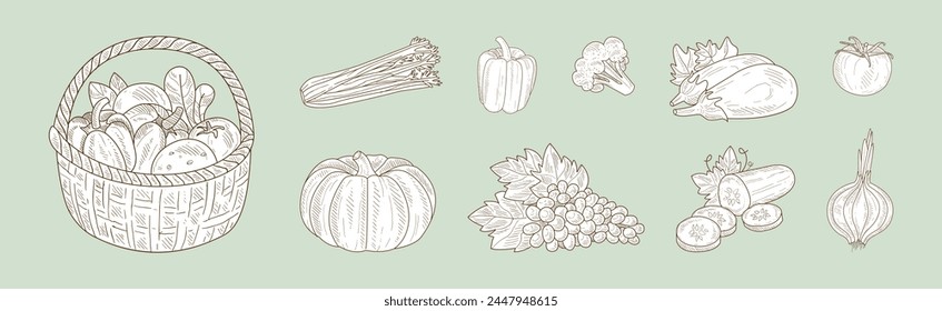 Harvest with Ripe and Mature Crop Sketch Hand Drawn Vector Set