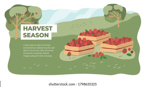 Harvest Season In Farm Land. Picking Or Gathering Apples. Orchard Fruit Vector Illustration. Horticulture Concept. Design Of Gardening Or Farming. Layout Or Flyer With Wooden Boxes Full Of Red Fruits 