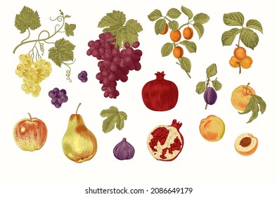 Harvest. Set. Fruit and Berry. Botanical vintage illustration. 