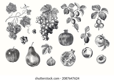 Cosecha. Establecer. Fruta y Berry. Ilustración botánica vintage. Negro y blanco 