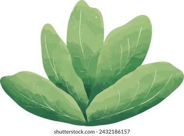 harvest, single, drawing, ripe, art, isolated, ingredient, cabbage, nature, leaf, illustration