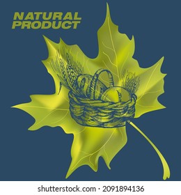 Harvest sketch on a maple leaf. Natural and organic product labels, T-shirt and bag printing.