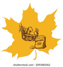 Cosecha un boceto en una hoja de arce. Etiquetas de productos naturales y orgánicos, camisetas e impresión de bolsos.