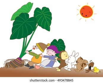 Harvest of taros.