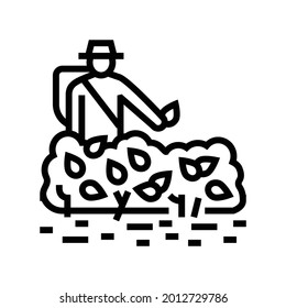 harvest tea line icon vector. harvest tea sign. isolated contour symbol black illustration