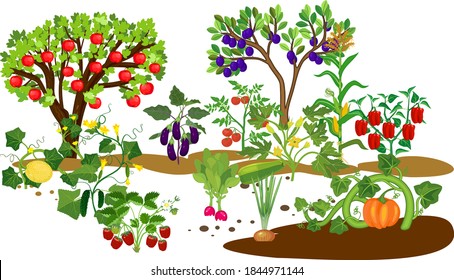 Harvest time. Different vegetable and fruit agricultural plants with ripe harvest