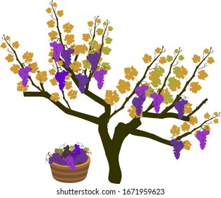 Harvest time. Grape vine plant with ripe bunches of grapes isolated on white background