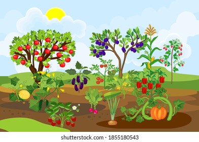 Harvest time. Landscape with vegetable garden. Different vegetable and fruit agricultural plants with ripe harvest