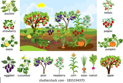 Harvest time. Landscape with vegetable garden. Puzzle with different vegetable and fruit agricultural plants with ripe harvest and titles isolated on white background