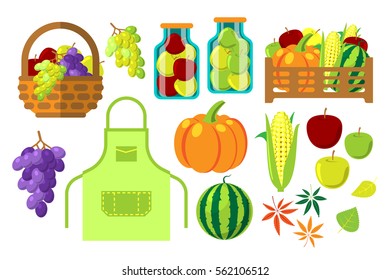 Harvest time set vector harvesting in farm or garden, pumpkin, thanksgiving day and farming concept, agriculture in flat cartoon style isolated on white background.