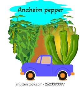 Harvest truck loaded with Anaheim peppers. Farm