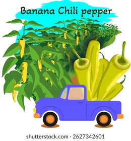 Harvest truck loaded with Banana chili peppers or yellow wax peppers. Pepper field. Agricultural field. Harvest seasonIsolated vector illustration.