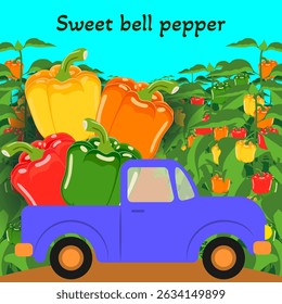 Harvest truck loaded with sweet bell peppers. Pepper plantation. Harvesting time. Isolated vector illustration.