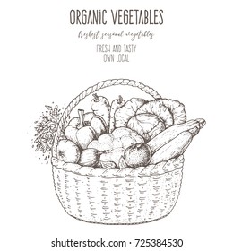 Harvest of vegetables in the basket. Hand drawn vector illustration. Engraved style.