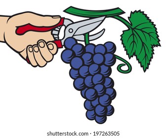 harvested grape with pruner in the hand